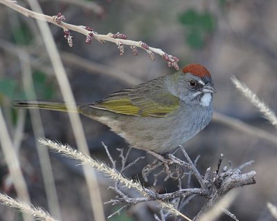 Green-tailed Towhee