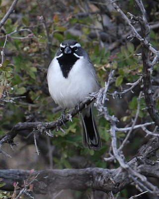 Black-throated Sparrow