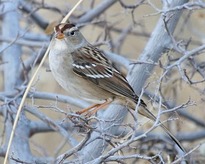 White-crowned Sparrow