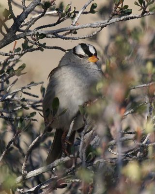 White-crowned Sparrow