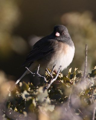 Dark-eyed Junco (Oregon)