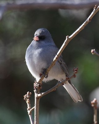 Dark-eyed Junco (Red-backed)