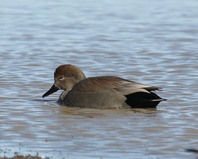 Gadwall