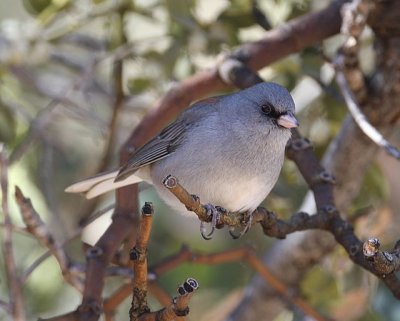 Dark-eyed Junco (Red-backed)