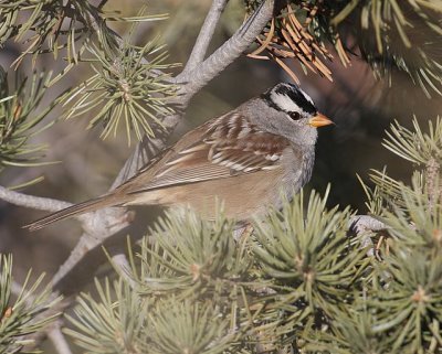 White-crowned Sparrow