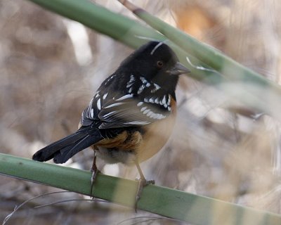 Spotted Towhee