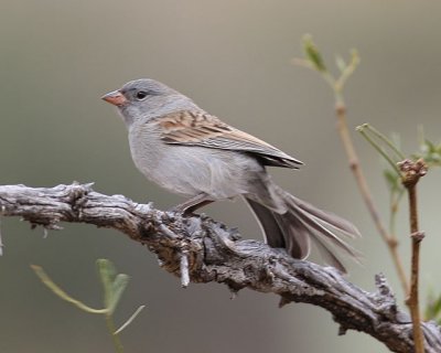 Black-chinned Sparrow