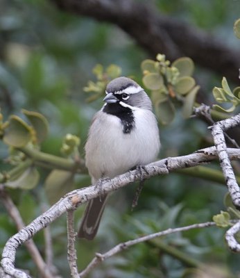 Black-throated Sparrow