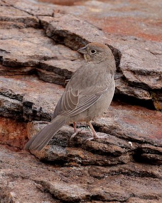 Canyon Towhee