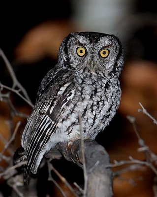 Whiskered Screech-Owl