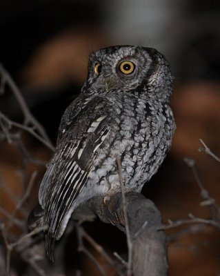 Whiskered Screech-Owl