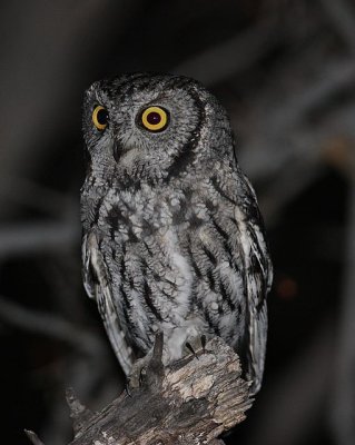 Western Screech-Owl