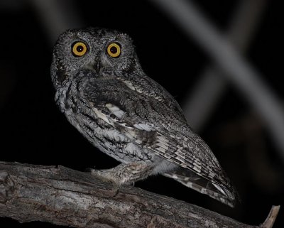 Western Screech-Owl