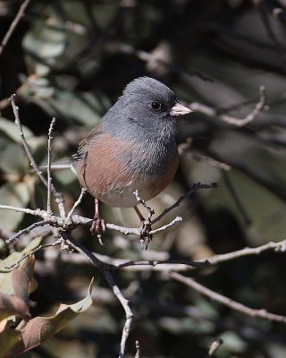 Dark-eyed Junco (Pink-sided)