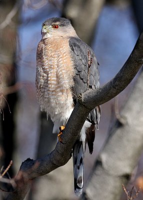 Coopers Hawk