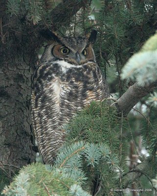 Great-horned Owl