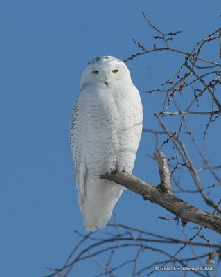 Snowy Owl