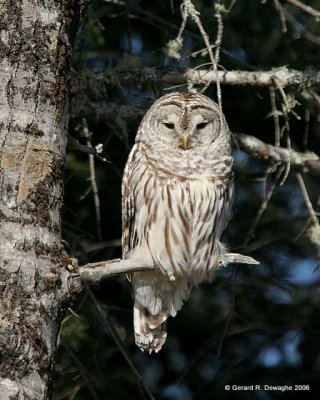 Barred Owl