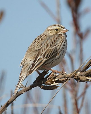 Savannah Sparrow - Ipswich Race