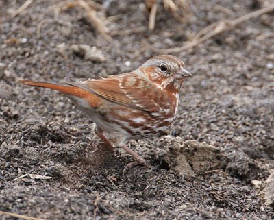 Fox Sparrow