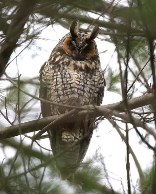 Owls