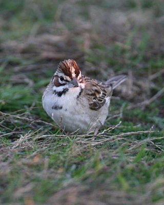 Lark Sparrow