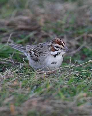 Lark Sparrow