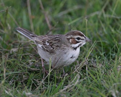 Lark Sparrow