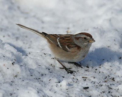 American Tree Sparrow