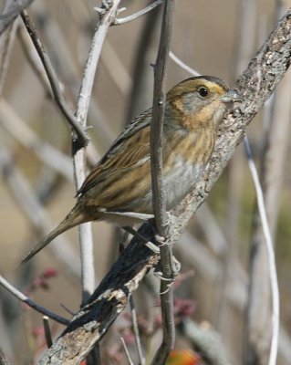 Nelson's Sharp-tailed Sparrow