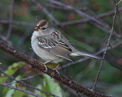 White-crowned Sparrow