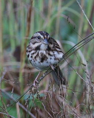 Song Sparrow