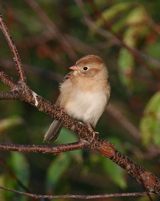 Field Sparrow