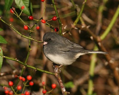 Dark-eyed Junco (Slate-colored)