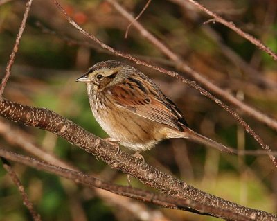 Swamp Sparrow