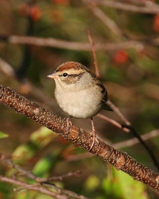 Chipping Sparrow