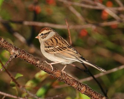 Chipping Sparrow