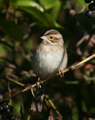 Clay-colored Sparrow