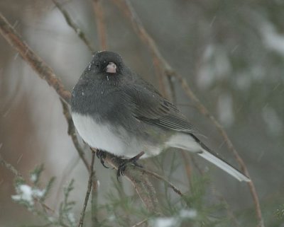 Dark-eyed Junco (Slate-colored)