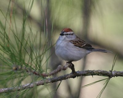 Chipping Sparrow