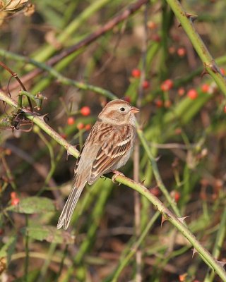 Field Sparrow