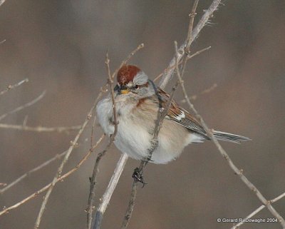 American Tree Sparrow