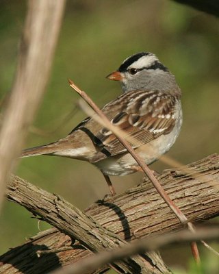 White-crowned Sparrow