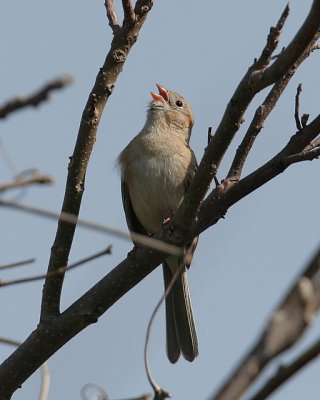 Field Sparrow