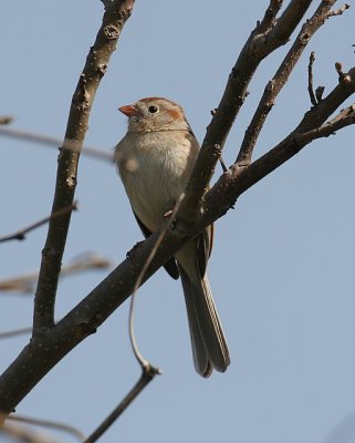 Field Sparrow