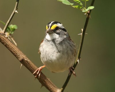 White-throated Sparrow