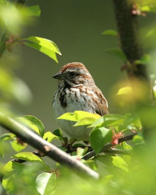 Song Sparrow