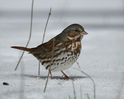 Fox Sparrow