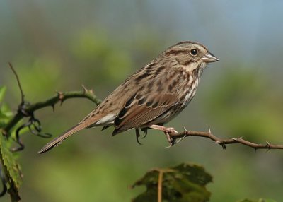 Song Sparrow