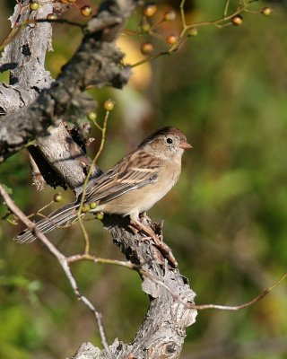 Field Sparrow